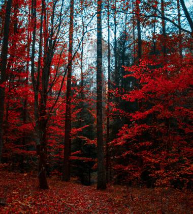 service-04 Service 04